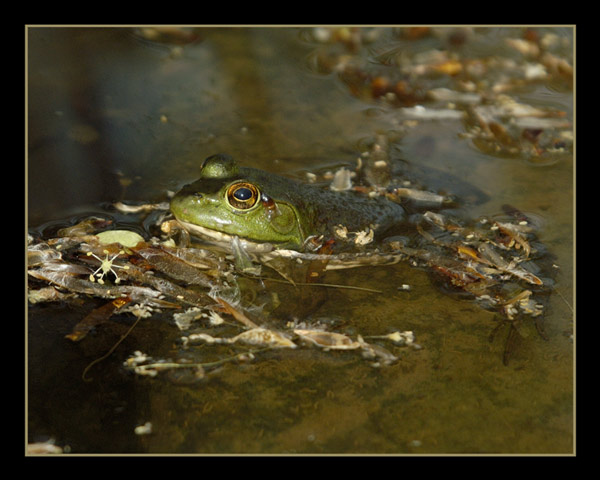 DSC_7301WF_SPRINGFROG.jpg