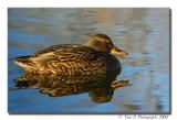 Mallard female ...  (Nov 2004)