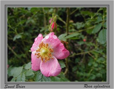 Sweet Briar rose