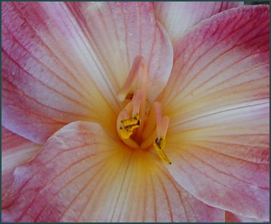 Hemerocallis.