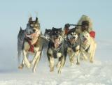 Sprint racing on the frozen Chukchi Sea