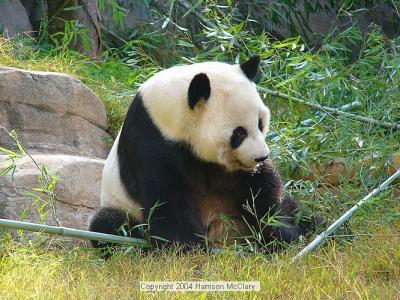 whm-zooatl0003.jpg