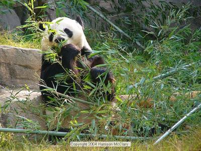 whm-zooatl0006.jpg