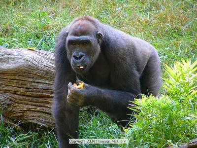 whm-zooatl0010.jpg
