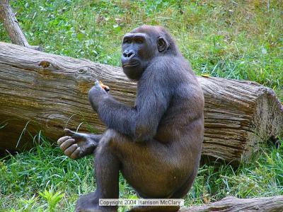 whm-zooatl0011.jpg
