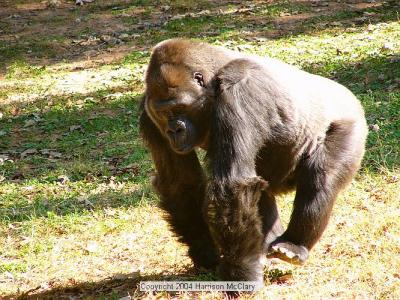 whm-zooatl0012.jpg
