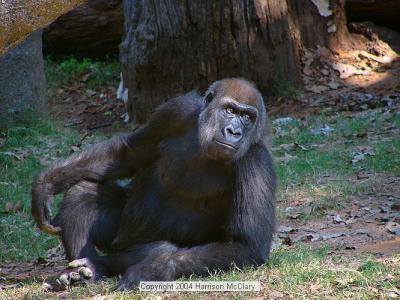 whm-zooatl0013.jpg