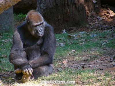whm-zooatl0014.jpg