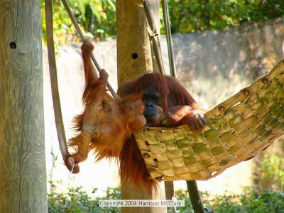 whm-zooatl0015.jpg