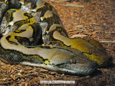 whm-zooatl0017.jpg