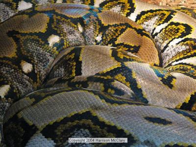 whm-zooatl0018.jpg