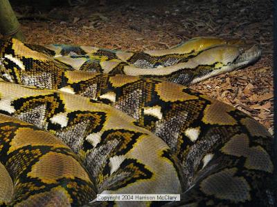 whm-zooatl0019.jpg