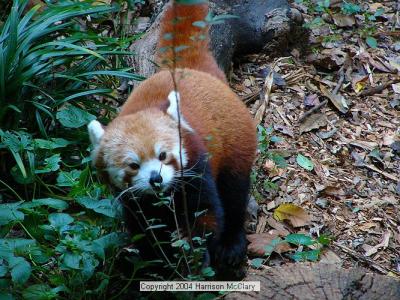 whm-zooatl0021.jpg