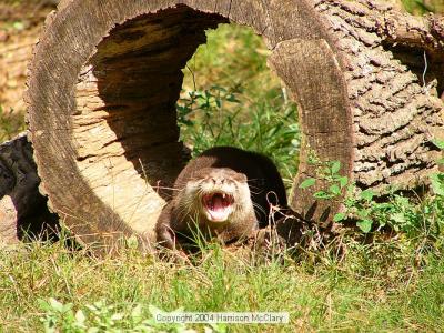 whm-zooatl0022.jpg