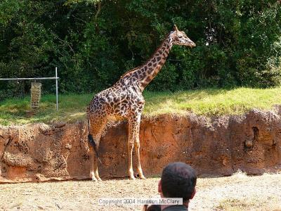 whm-zooatl0023.jpg