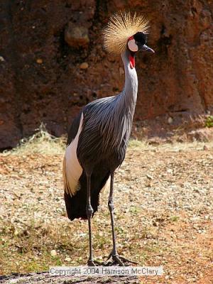 whm-zooatl0024.jpg
