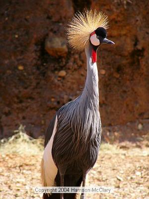 whm-zooatl0025.jpg