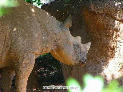whm-zooatl0027.jpg