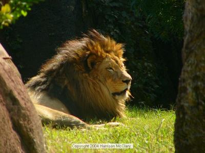 whm-zooatl0028.jpg