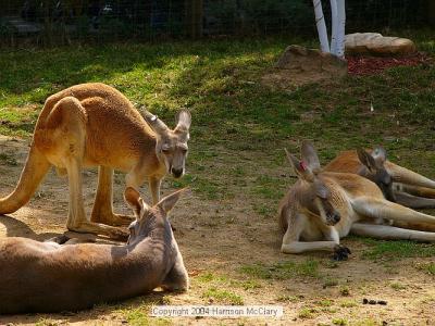 whm-zooatl0029.jpg