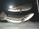 14 snake_pike [breeding pair]