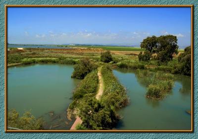 The marshland of Na'aman