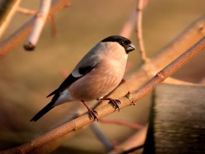 Common Bulfinch - Dompap - Pyrrhula pyrrhula