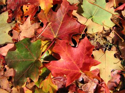 e--S70--Leaves-of-color---p.jpg