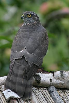 Sitting on the feeder