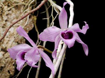 dendrobium Superbum