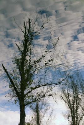 Tree and Sky