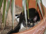 Jack in the Jungle