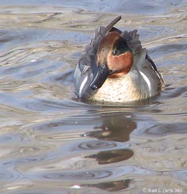 u21/bcurrie/medium/12422746.GreenwingedTeal1282844pbase.jpg