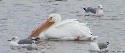 Pelicans (Pelecanidae)