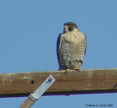 Peregrine Falcon 129-2962_IMG pbase 2-24-03.JPG