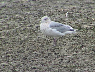 Herring Gull (Winter plumage) 129-2979_IMG pbase 2-24-03.JPG