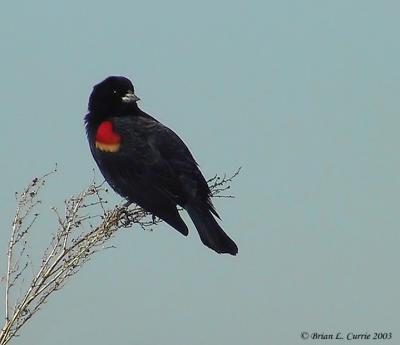 Red-winged Blackbird 129-2965_IMG pbase 2-24-03.JPG
