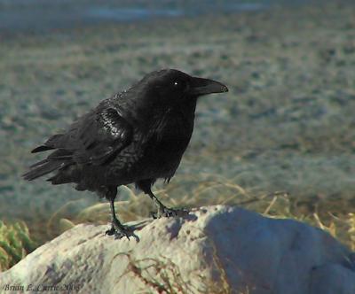 Common Raven 146_4675 pbase 10-5-03.jpg