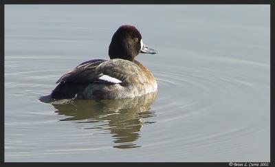 Lesser Scaup (female).JPG
