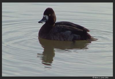 Lesser Scaup (female).JPG