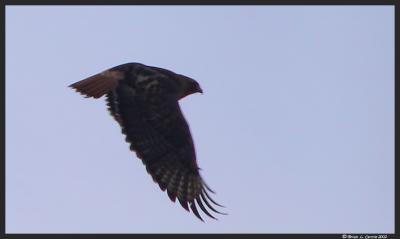 Red-tailed Hawk Flying.JPG