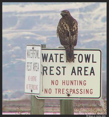 Red-tailed Hawk on Sign pbase 12-29-02.JPG
