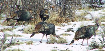 Turkeys pbase 12-30-02.JPG