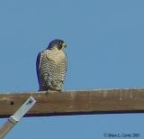 Peregrine Falcon 129-2953_IMG pbase 2-24-03.JPG