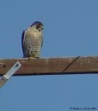 Peregrine Falcon 129-2956_IMG pbase 2-24-03.JPG