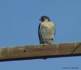 Peregrine Falcon 129-2964_IMG pbase 2-24-03.JPG