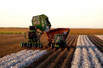 Cotton Harvest 2004
