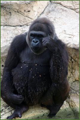 West African Gorilla
