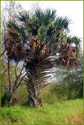 Texas Sabel Palm