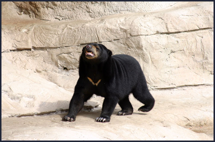 Sun Bear